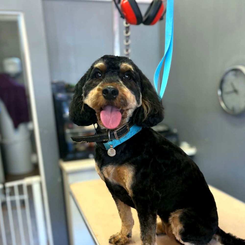 A black and tan curly-coated dog sitting on the grooming table with its tongue out