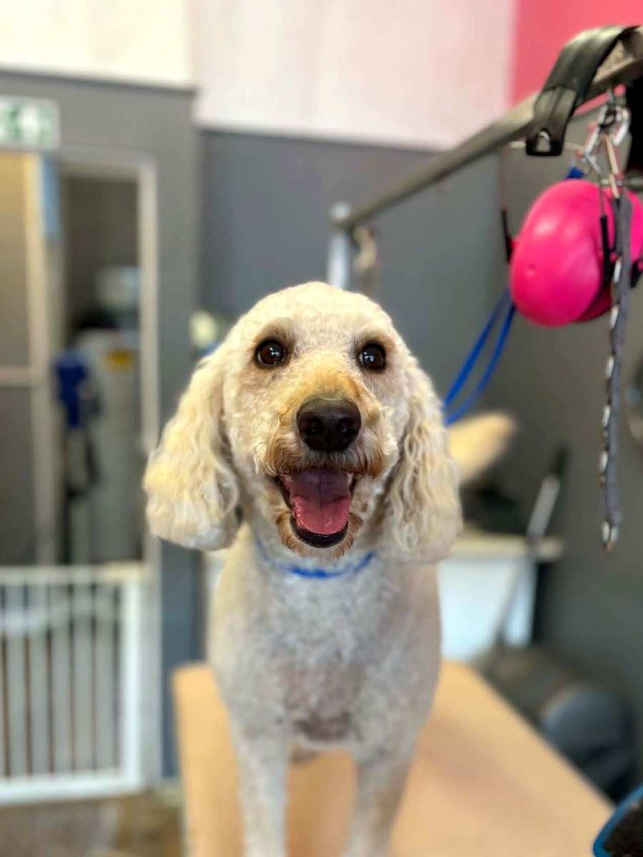 A smiling cream curly-coated dog on the grooming table after a groom