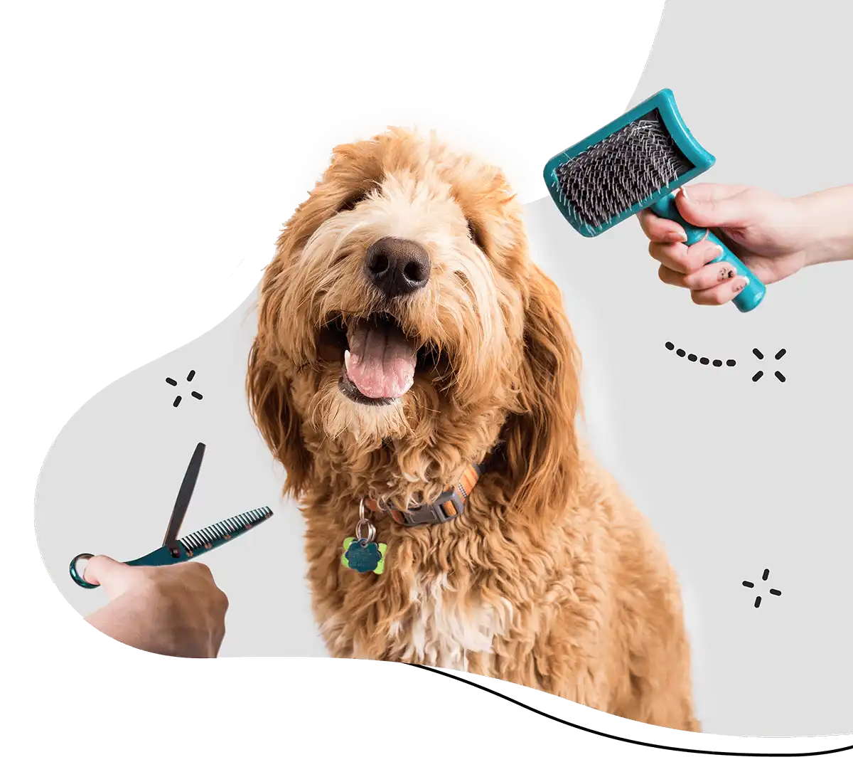 Smiling golden doodle with a grooming brush and scissors