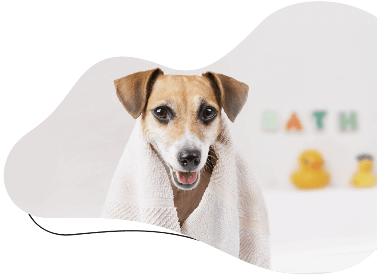 hero_image_01 Dog grooming parlour in Worthing
